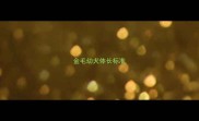 金毛幼犬体长标准