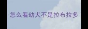 怎么看幼犬不是拉布拉多