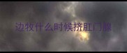 边牧什么时候挤肛门腺