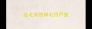 金毛突然掉毛很严重