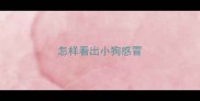怎样看出小狗感冒