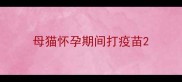 母猫怀孕期间打疫苗