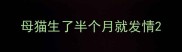 母猫生了半个月就发情