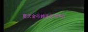 夏天金毛掉毛正常吗