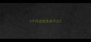 5个月边牧耳朵不立