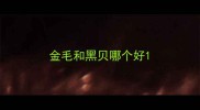 金毛和黑贝哪个好