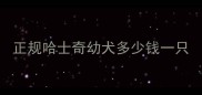 正规哈士奇幼犬多少钱一只