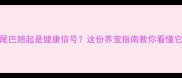拉布拉多尾巴翘起是健康信号这份养宠指南教你看懂它的情绪密码