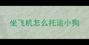 坐飞机怎么托运小狗
