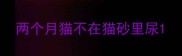 两个月猫不在猫砂里尿