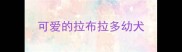 可爱的拉布拉多幼犬