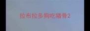 拉布拉多狗吃猪骨