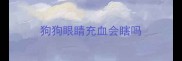 狗狗眼睛充血会瞎吗
