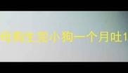 母狗生完小狗一个月吐