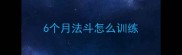 6个月法斗怎么训练