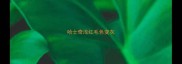 哈士奇浅红毛色变灰