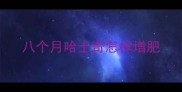 八个月哈士奇怎样增肥