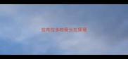 拉布拉多吃骨头拉屎硬