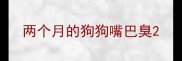 两个月的狗狗嘴巴臭