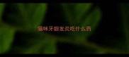 猫咪牙龈发炎吃什么药