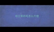 哈士奇的毛怎么打理