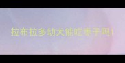 拉布拉多幼犬能吃枣子吗