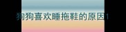 狗狗喜欢睡拖鞋的原因