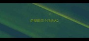 萨摩耶四个月幼犬