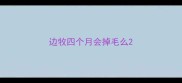 边牧四个月会掉毛么