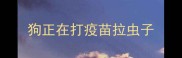 狗正在打疫苗拉虫子