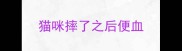 猫咪摔了之后便血
