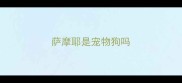 萨摩耶是宠物狗吗