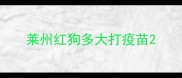 莱州红狗多大打疫苗