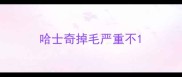 哈士奇掉毛严重不