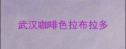 武汉咖啡色拉布拉多
