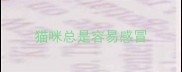 猫咪总是容易感冒
