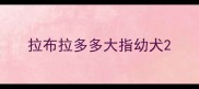 拉布拉多多大指幼犬