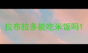 拉布拉多能吃米饭吗