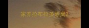 家养拉布拉多除臭