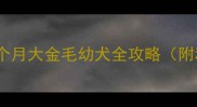 90天黄金期两个月大金毛幼犬全攻略附科学饲养手册