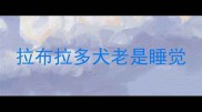 拉布拉多犬老是睡觉