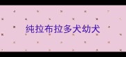 纯拉布拉多犬幼犬