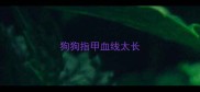 狗狗指甲血线太长