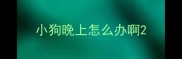 小狗晚上怎么办啊