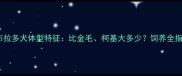 拉布拉多犬体型特征比金毛柯基大多少饲养全指南