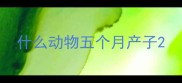 什么动物五个月产子