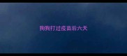 狗狗打过疫苗后六天