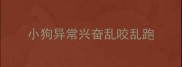 小狗异常兴奋乱咬乱跑