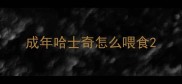 成年哈士奇怎么喂食