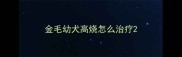金毛幼犬高烧怎么治疗